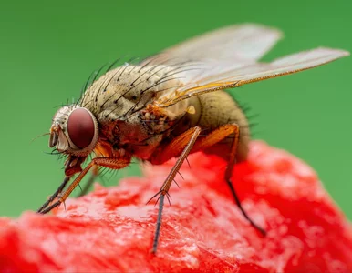 Miniatura: Połóż tę gałązkę na blacie, a muszki...