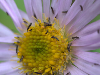Wciornastki Thysanoptera
