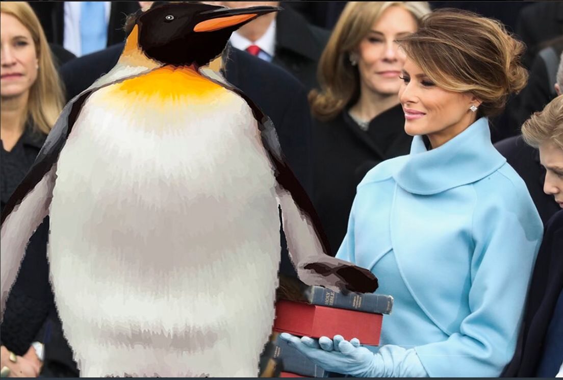 Pingwin zamiast Trumpa podczas prezydenckiej przysięgi 