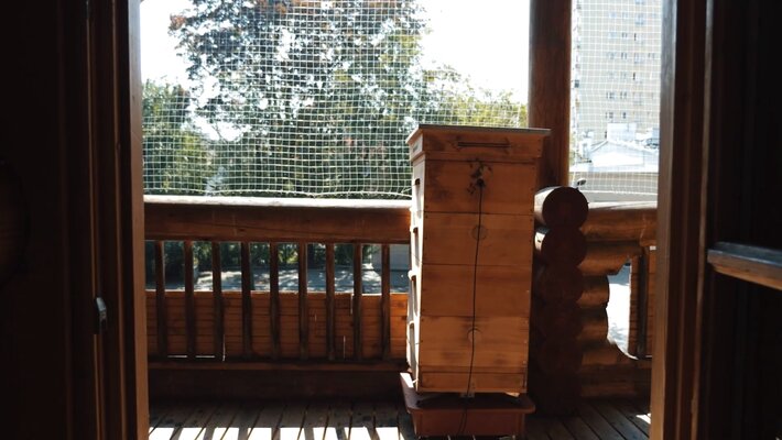 Miniatura: Miejskie ule prowadzone przez Pszczelarium