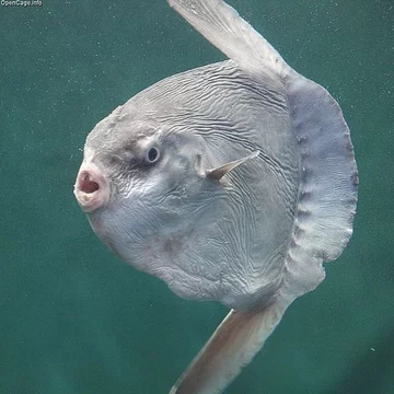 Inne sfotografowane przykłady oceanicznych samogłowów 