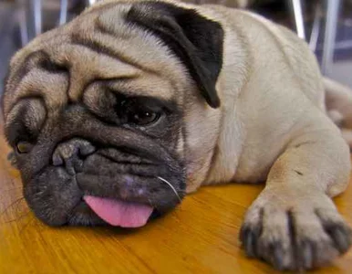 Miniatura: Psy na dobre i na złe