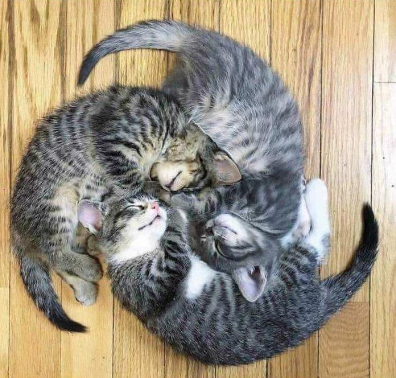 Koty, które śpią w nietypowej pozycji 