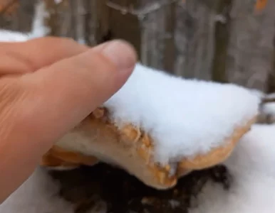 Miniatura: Grzybobranie w grudniu? Nie zgadniecie, co...