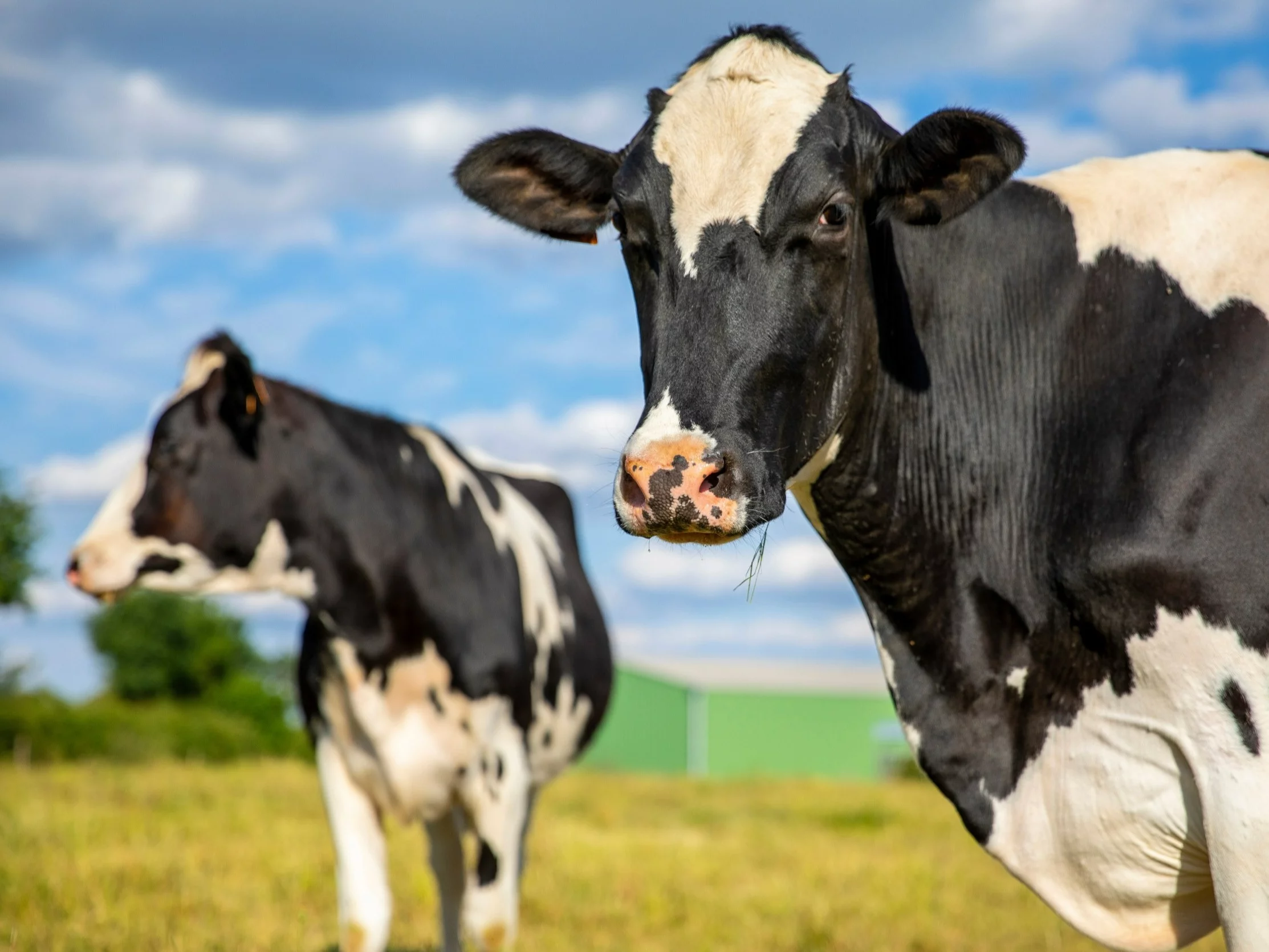 Quiz wiedzy o wsi. Przeciętny Polak zdobywa 6/10