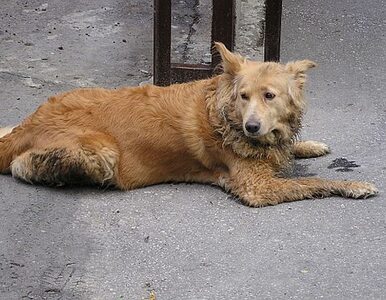 Miniatura: Ukraińcy nadal mordują psy. Będzie bojkot...