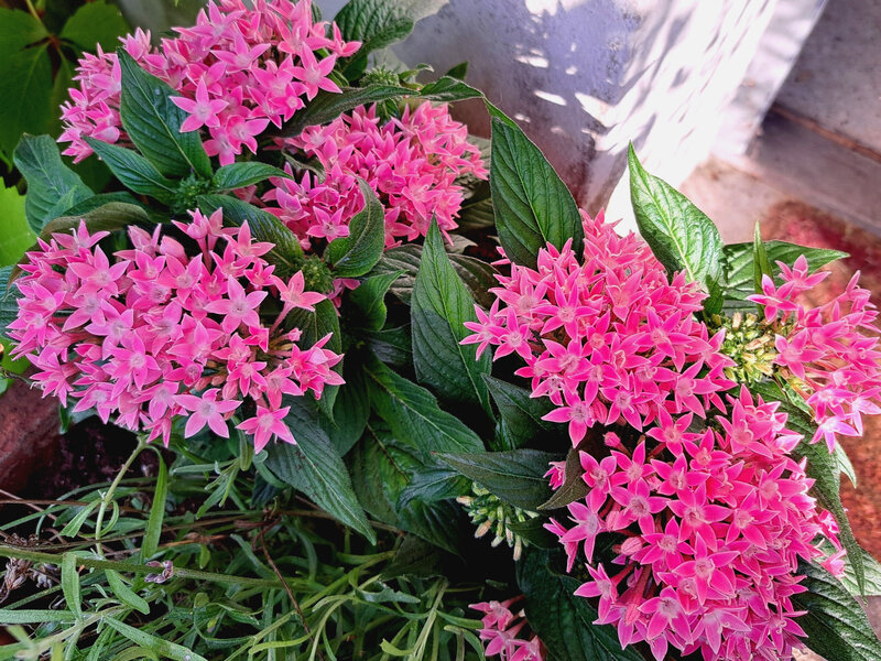 Pentas lanceolata, piętak lancetowaty