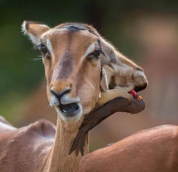 Co tu się dzieje? Namieszał ptak.