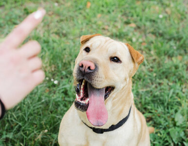 Miniatura: Twój pies nie reaguje na polecenia?...