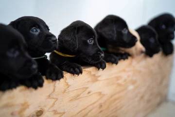 Suczka Bella urodziła 14 labradorów 