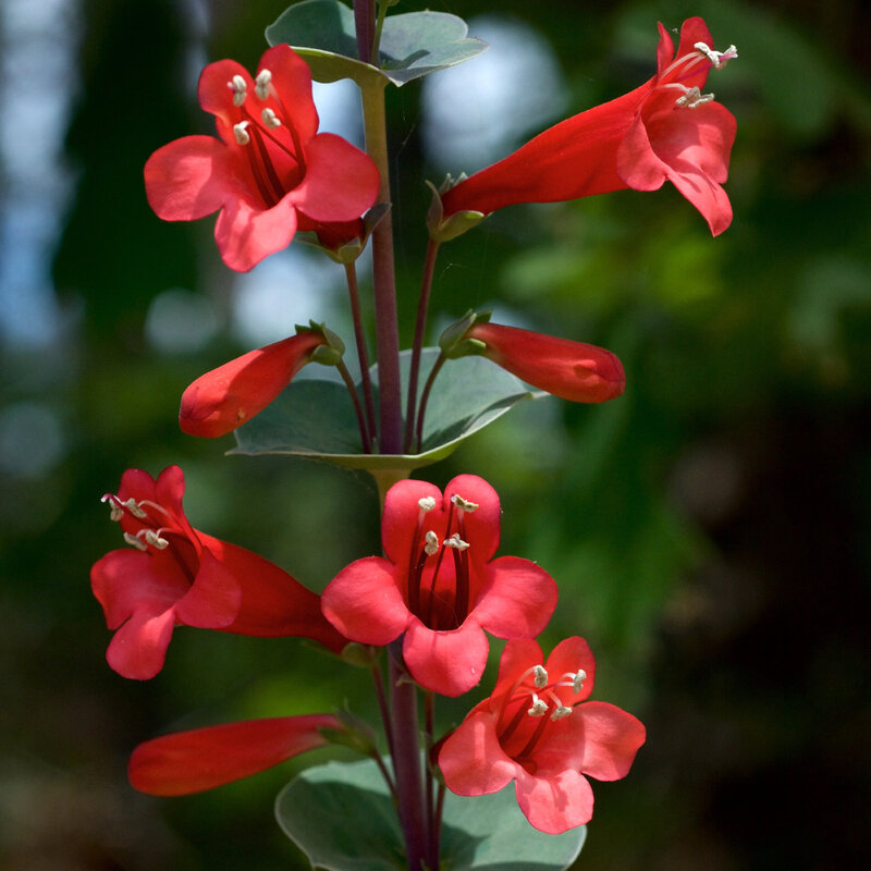 Penstemon murrayanus