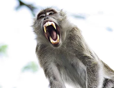 Miniatura: W Afryce lepiej nie spacerować z bananem w...