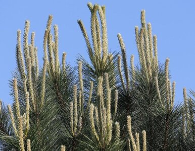 Miniatura: Przytnij świeczki sosny w maju – ten...