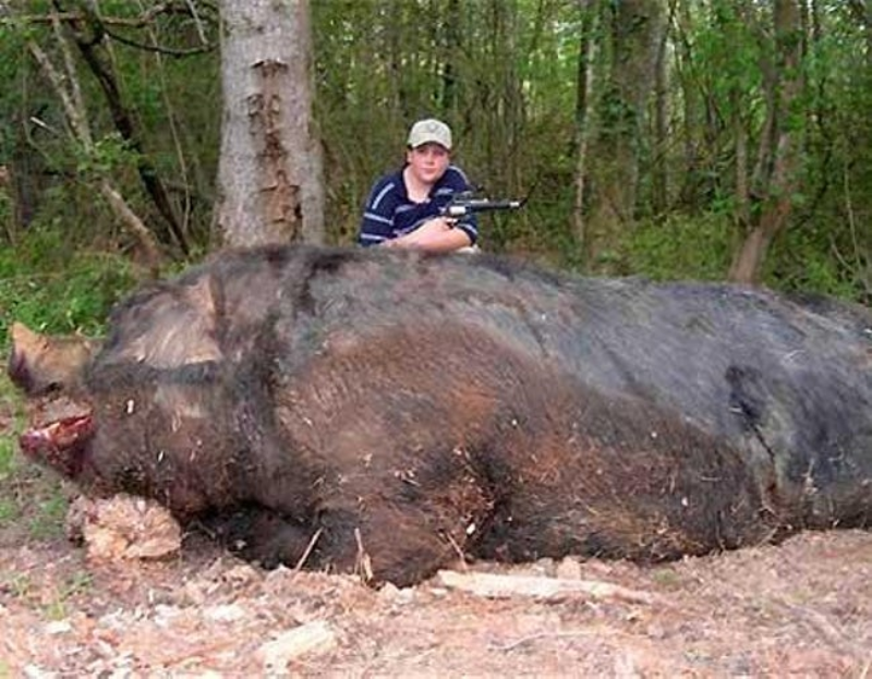 7. Gigantyczny dzik 3 maja 2007 roku 11-letni Jamison Stone zastrzelił ogromnego dzika, który ważył około 477 kilogramów i mierzył około trzy metry. Chłopak strzelił do zwierzęcia osiem razy, po tym, jak gonił go przez trzy godziny. Kiedy dzik w końcu padł, aby wyciągnąć go z lasu, trzeba było ściąć kilka drzew. Głowę dzika rodzina zatrzymała jako „trofeum”, a z mięsa zrobili kiełbasę. 

Stone nie cieszył się jednak długo sławą. Otrzymał liczne groźby śmierci za doprowadzenie zwierzaka do długiej i bolesnej śmierci. 800 osób podpisało petycję wzywającą organy ścigania do tego, aby 11-latek poniósł karę za okrucieństwo wobec zwierząt.