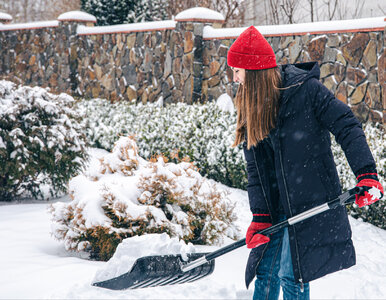 Miniatura: Trawnik zasypało śniegiem? Właśnie teraz...