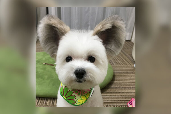 Miniatura: Piesek z uszami Myszki Miki podbił serca...