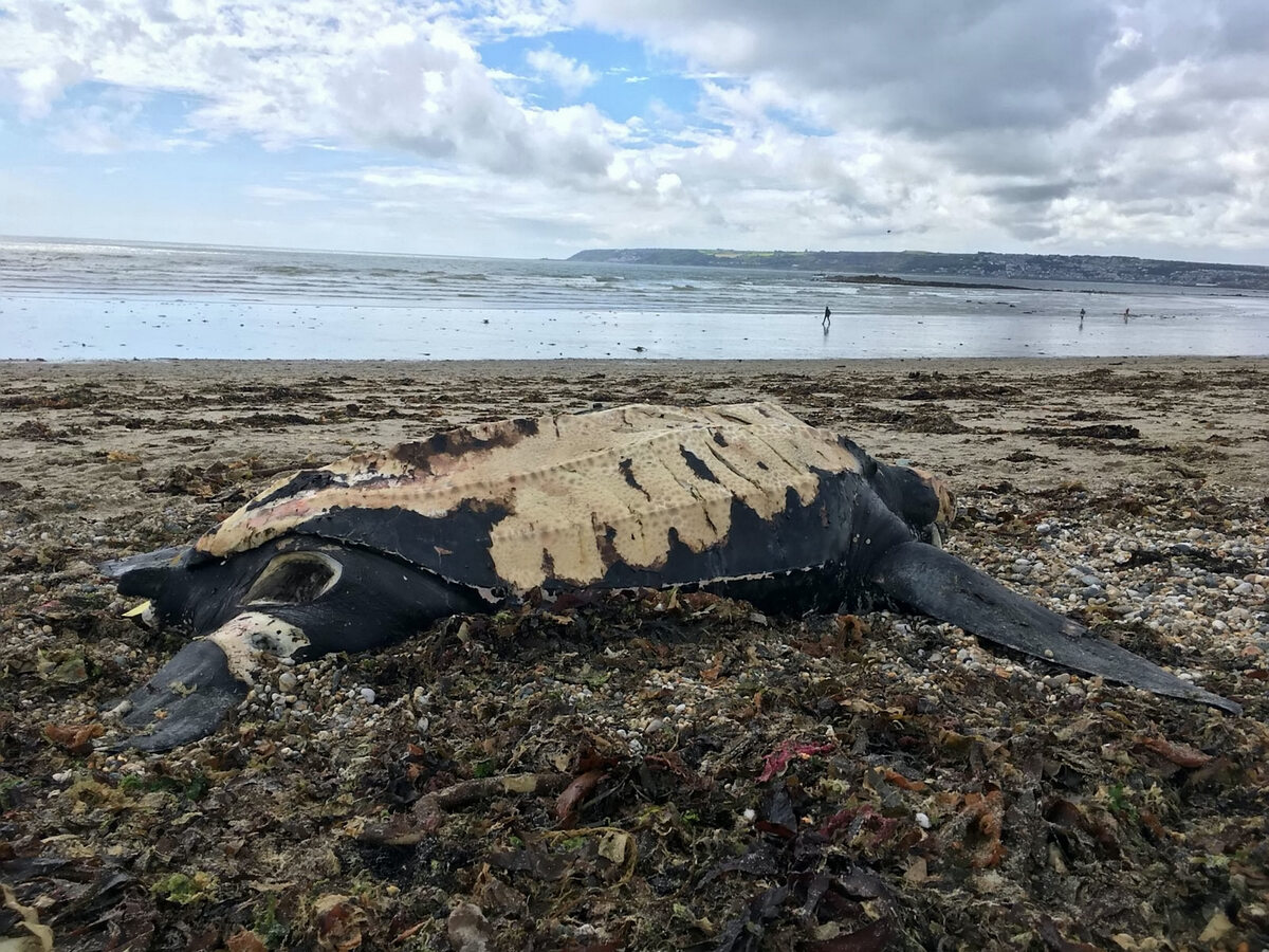 Żółw skórzasty znaleziony na plaży 