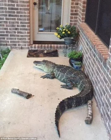 Aligator sfotografowany przez policję po huraganie Harvey 