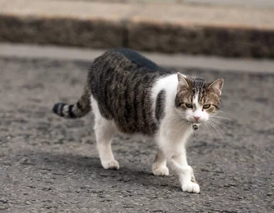 Miniatura: Kot Larry przetrwał polityczną burzę....