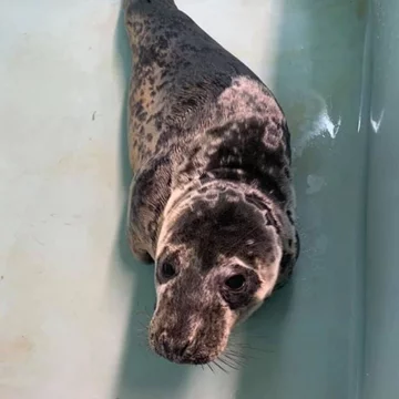 Foka uratowana przez organizację Seal Rescue Ireland 