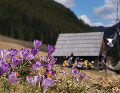 Miniatura: W Tatrach zawrzało. Turyści ruszyli masowo...