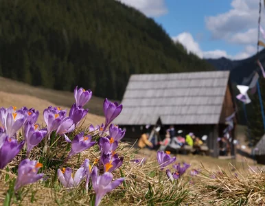 Miniatura: W Tatrach zawrzało. Turyści ruszyli masowo...