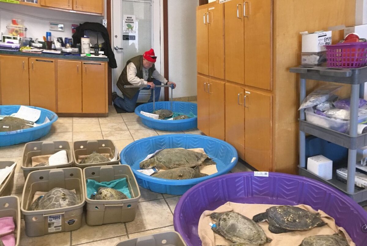 Zima w USA.  Żółwie z wyspy Padre zostały schowane do pomieszczeń 