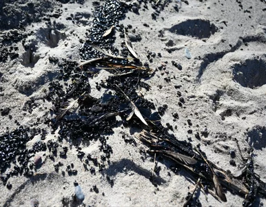 Miniatura: Plaże w Ustce zamknięte, mieszkańcy...