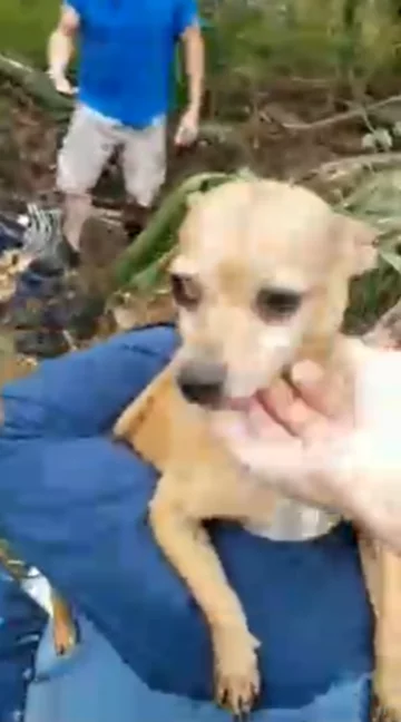 Poszukiwania psa trwały kilka dni. Tak przywitał właściciela 