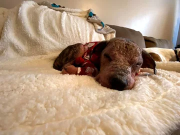 Przemiana suczki Lainey 