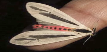 Creatonotos gangis 