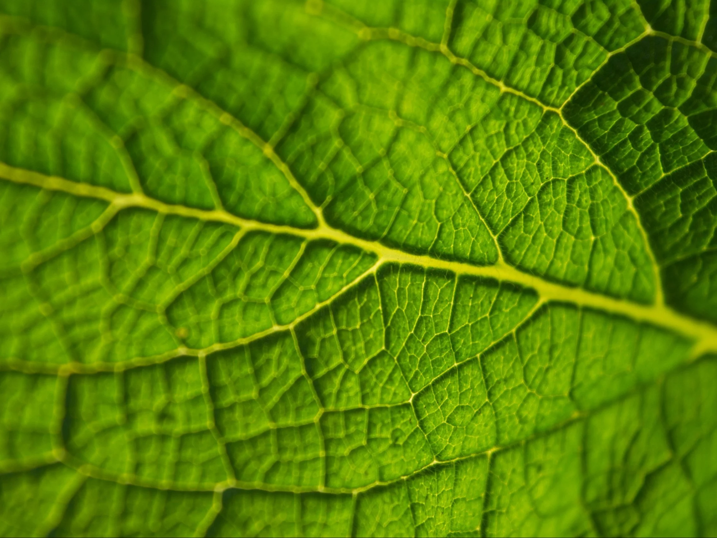 10 prostych pytań z biologii, na które każdy powinien znać odpowiedzi