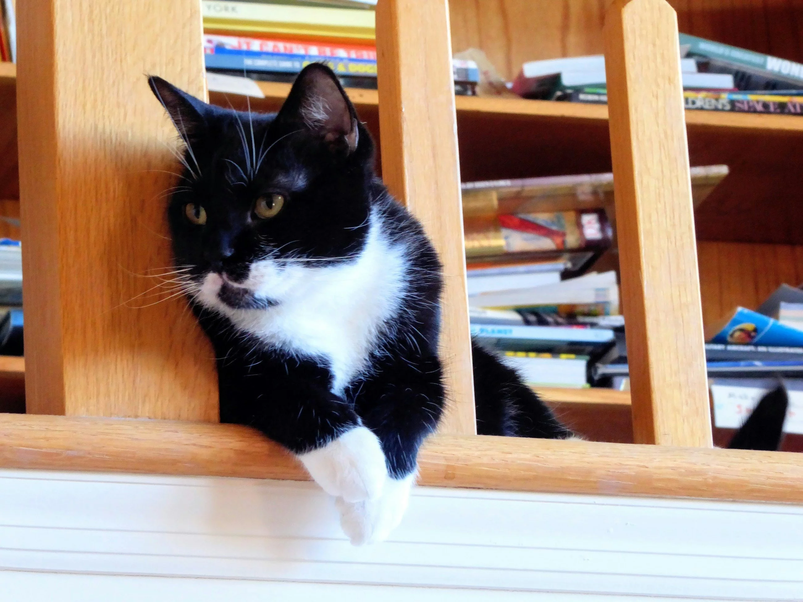 Quiz ortograficzny z jednym dylematem. H czy ch?