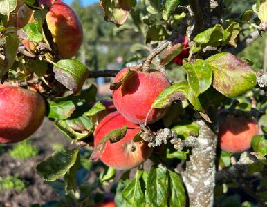 Miniatura: Ten błąd popełnia wielu działkowców. Zrób...