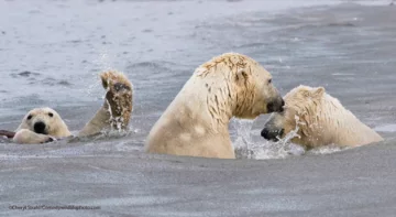 Finaliści konkursu Comedy Wildlife Photo Awards 2021 