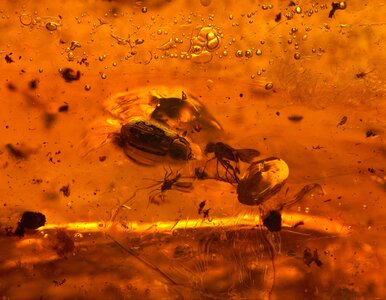 Miniatura: Znaleźli bursztyn sprzed 112 milionów lat....