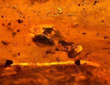 Miniatura: Znaleźli bursztyn sprzed 112 milionów lat....