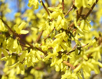 Miniatura: Wiesz, co to za roślina? 8/10 to  niezły...