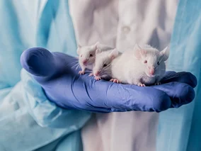Miniatura: Wyleczyli raka trzustki u myszy....