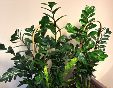 Miniatura: Jeden tani składnik z apteki sprawi, że...