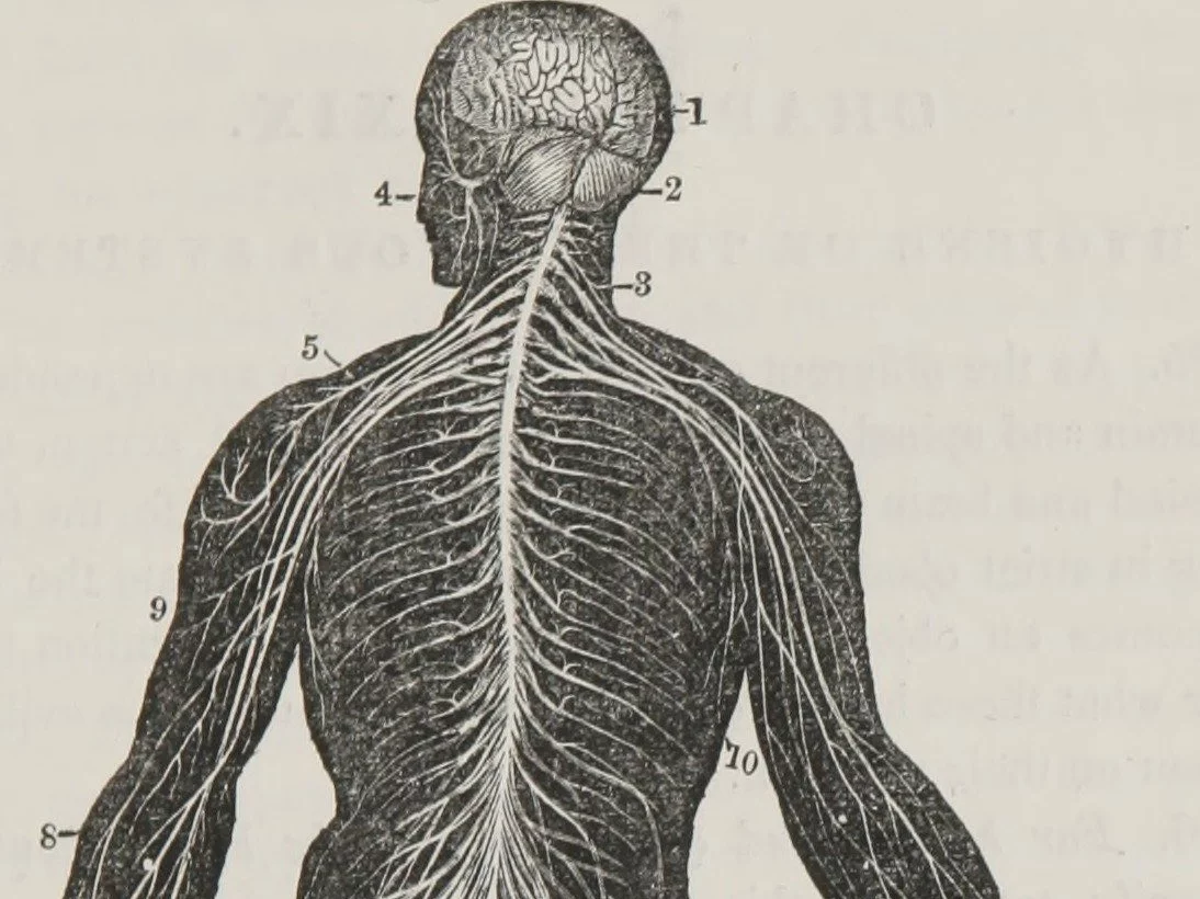 Pytamy o ciało człowieka. Komplet punktów zdobędą tylko nieliczni