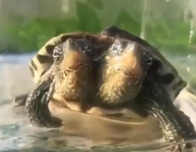 Miniatura: „Dziwaczny żółw” z dwiema głowami hitem...