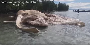 Rozkładające się szczątki ogromnego zwierzęcia 