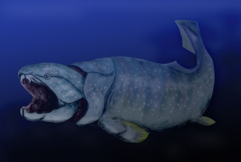 Dunkleosteus terrelli 