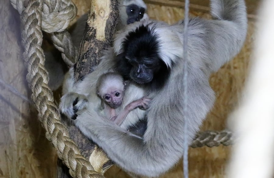 Gibbony w zoo w Płocku 