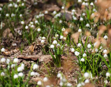 Miniatura: Tylko trzy weekendy, by zobaczyć piękne...