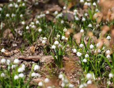 Miniatura: Tylko trzy weekendy, by zobaczyć piękne...