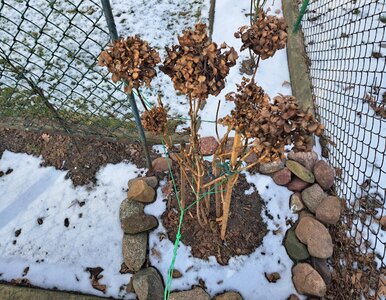 Miniatura: Zbierz kilka garści i teraz rozsyp pod...