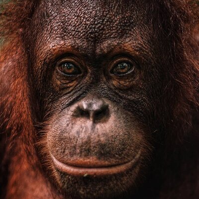 Miniatura: Straciły dom z powodu wycinki lasu,...