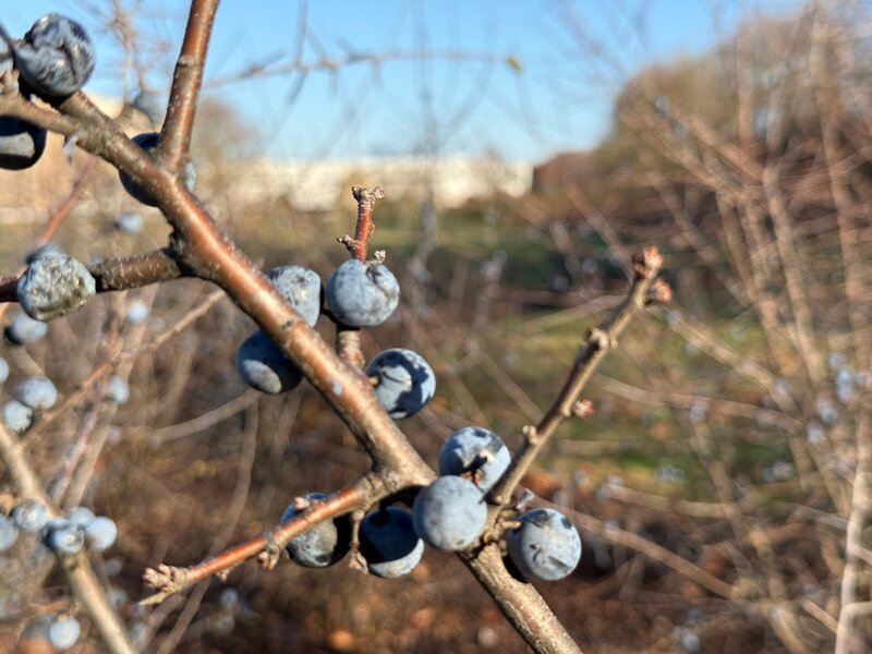 Tarnina jesienią &ndash; odporna, dekoracyjna i&nbsp;pełna zdrowych owoc&oacute;w, kt&oacute;re najlepiej smakują po&nbsp;przymrozkach